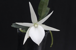 绿缘兰花[迪迪里风兰]Angraecum didieri带香味白色兰花迷你盆栽