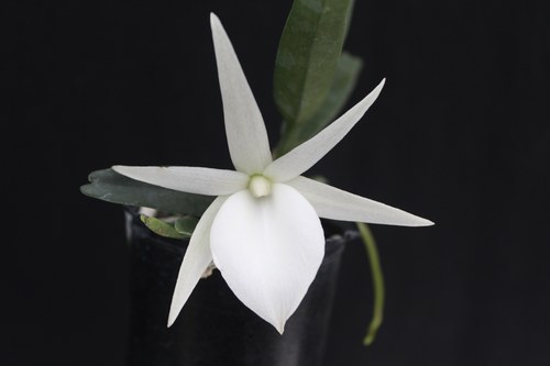 绿缘兰花[迪迪里风兰]Angraecum didieri带香味白色兰花迷你盆栽