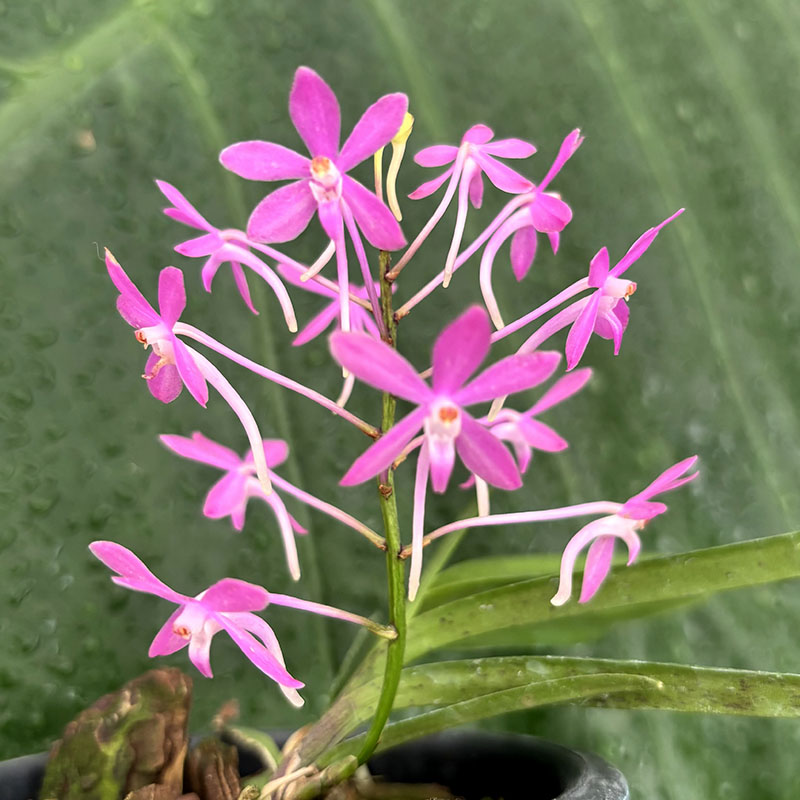 耐热粉紫色好种小型兰花万峰绿缘