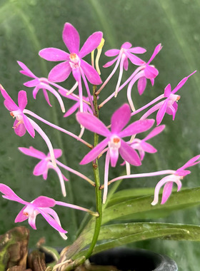 万峰绿缘【粉星风兰】新品种 粉紫色风兰小型兰花耐热雨林缸造景