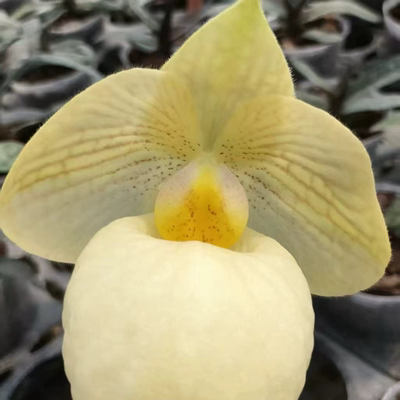 万峰绿缘【金玉良缘兜兰】杏黄x玉女兜兰室内植物好养庭院盆栽