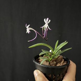绿缘兰花 红宝石风兰 梦幻紫白雨韩国进口雨林缸植物 新品福利价