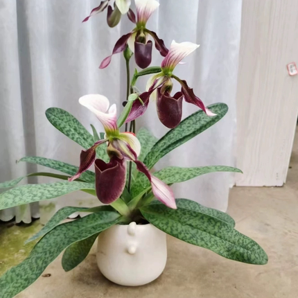 万峰绿缘【紫纹X长瓣】兜兰多花兰花秋季开花兰花盆栽