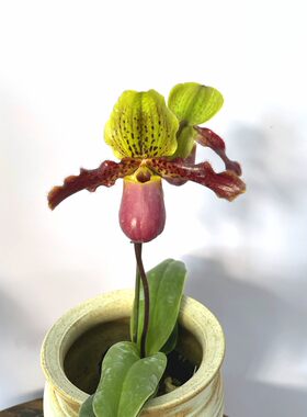 绿缘兰花 苍叶×亨利 续花型兜兰实生苗拖鞋兰仙履兰小型盆栽