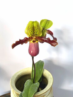 绿缘兰花 苍叶×亨利 续花型兜兰实生苗拖鞋兰仙履兰小型盆栽