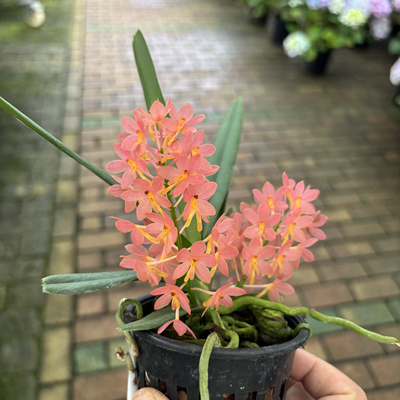 绿缘兰花-[鸟舌兰]新品橘粉色/玫红色洋兰杂属-鸟舌兰精品盆栽