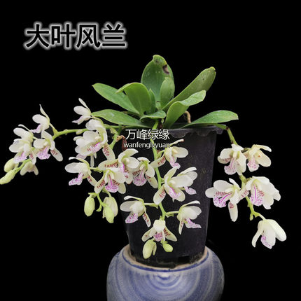 绿缘兰花韩国进口（礼丸）大叶风兰萼脊兰蝴蝶兰浓香室小型绿植
