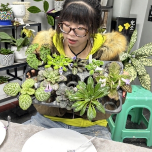 万峰绿缘苦苣苔