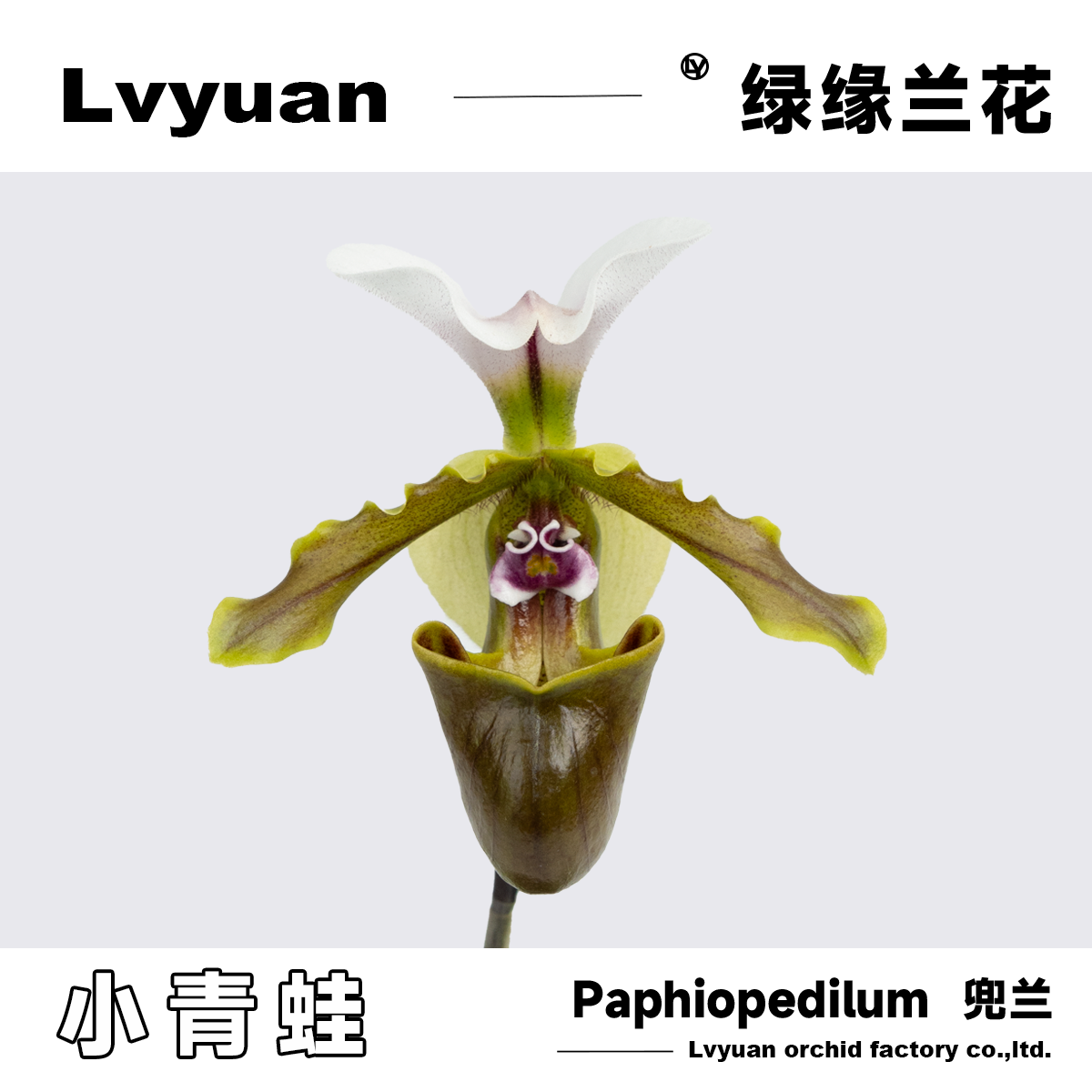万峰绿缘兜兰白旗小青蛙兜兰原生种实生苗室内花桌面装饰节日礼品