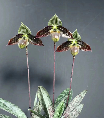 万峰绿缘兰花 彩云兜兰 实生苗原生种花期10-3月