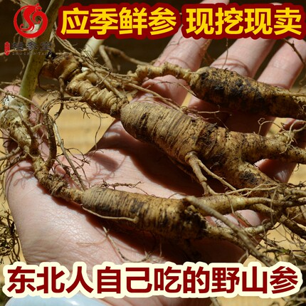 宽甸石柱参鲜参泡酒柱参14年林下参野山参人参柱参鲜参移山参现挖