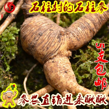 宽甸县12年石柱参鲜参林下参现挖鲜参鲜土参泡酒参仁和柱参堂鲜参