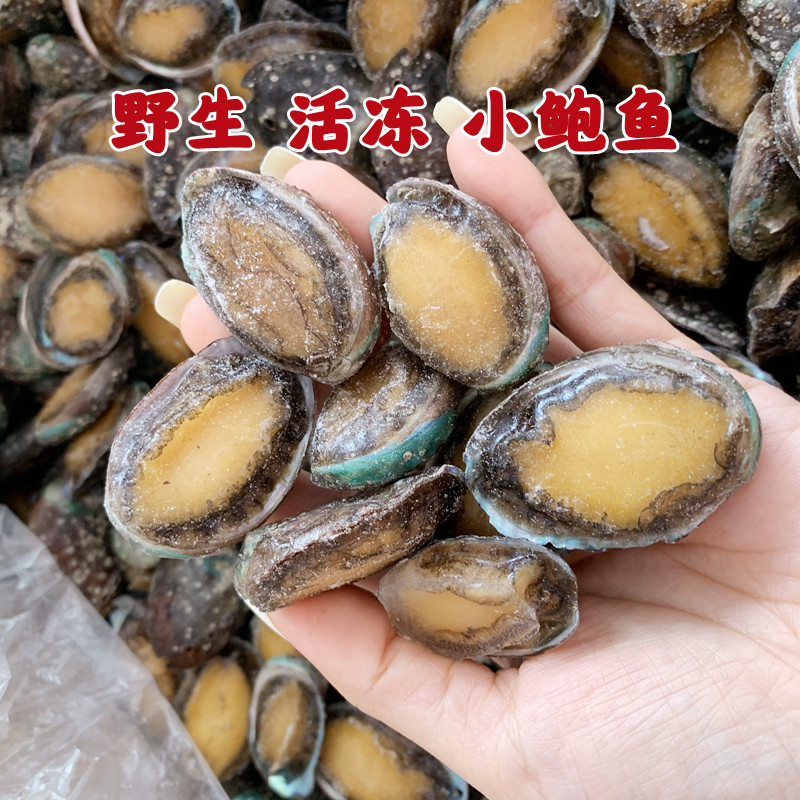 黄海活冻野生小鲍鱼鲜活小鲍鱼黄鲍鱼