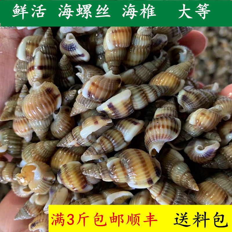 丹东东港特产鲜活海螺丝海锥海瓜子小海螺鲜活吐沙发货 3斤包邮