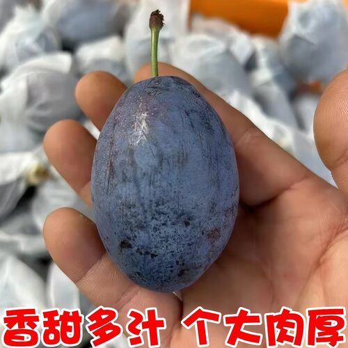 正宗甘肃西梅国产新鲜西梅水果当季现摘脆甜李子蓝蜜西梅大果箱