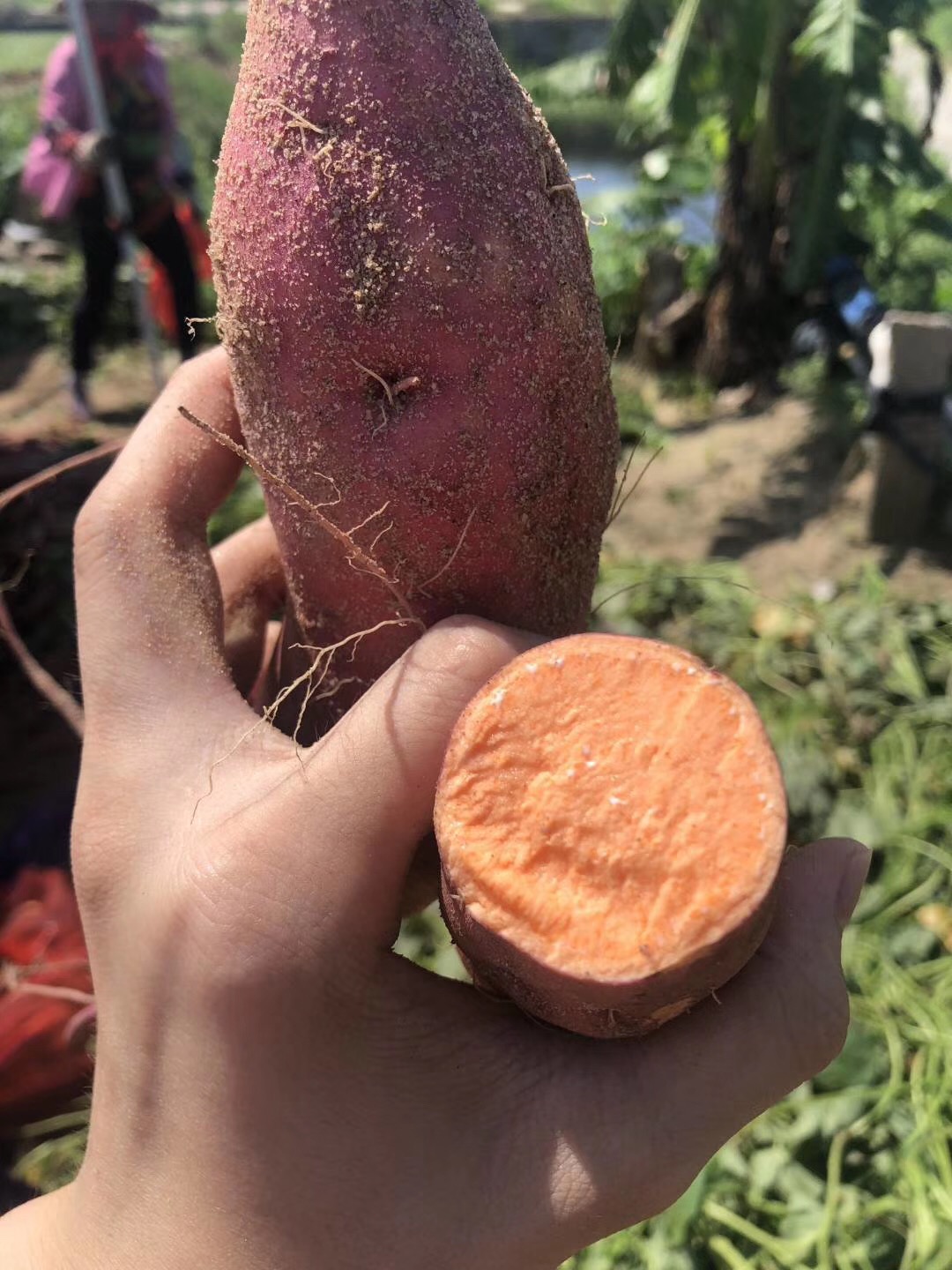 饱饱 正宗六鳌蜜薯大叶红 沙地红薯 现挖现发 甜糯无丝 大果5斤