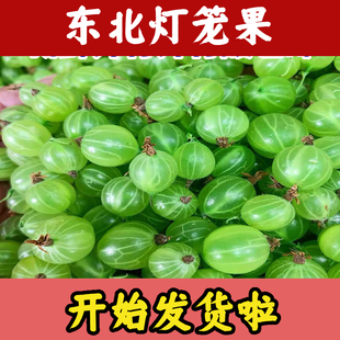 东北新鲜灯笼果鲜果酸子粒醋栗刺梨鹅莓酸掉渣儿酸钉子刺果莓包邮