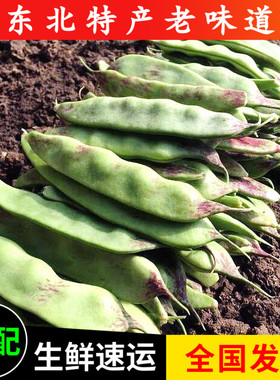 东北油豆角 面豆角 豌豆宽 东北特产当季蔬菜无筋豆角5斤包邮