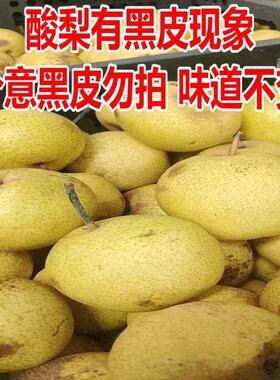 酸梨东北酸梨新鲜水果大酸梨东北特产安梨5斤包邮孕妇开胃水果
