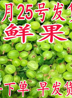东北新鲜灯笼果鲜果酸子粒醋栗刺梨鹅莓酸掉渣儿酸钉子刺果莓包邮