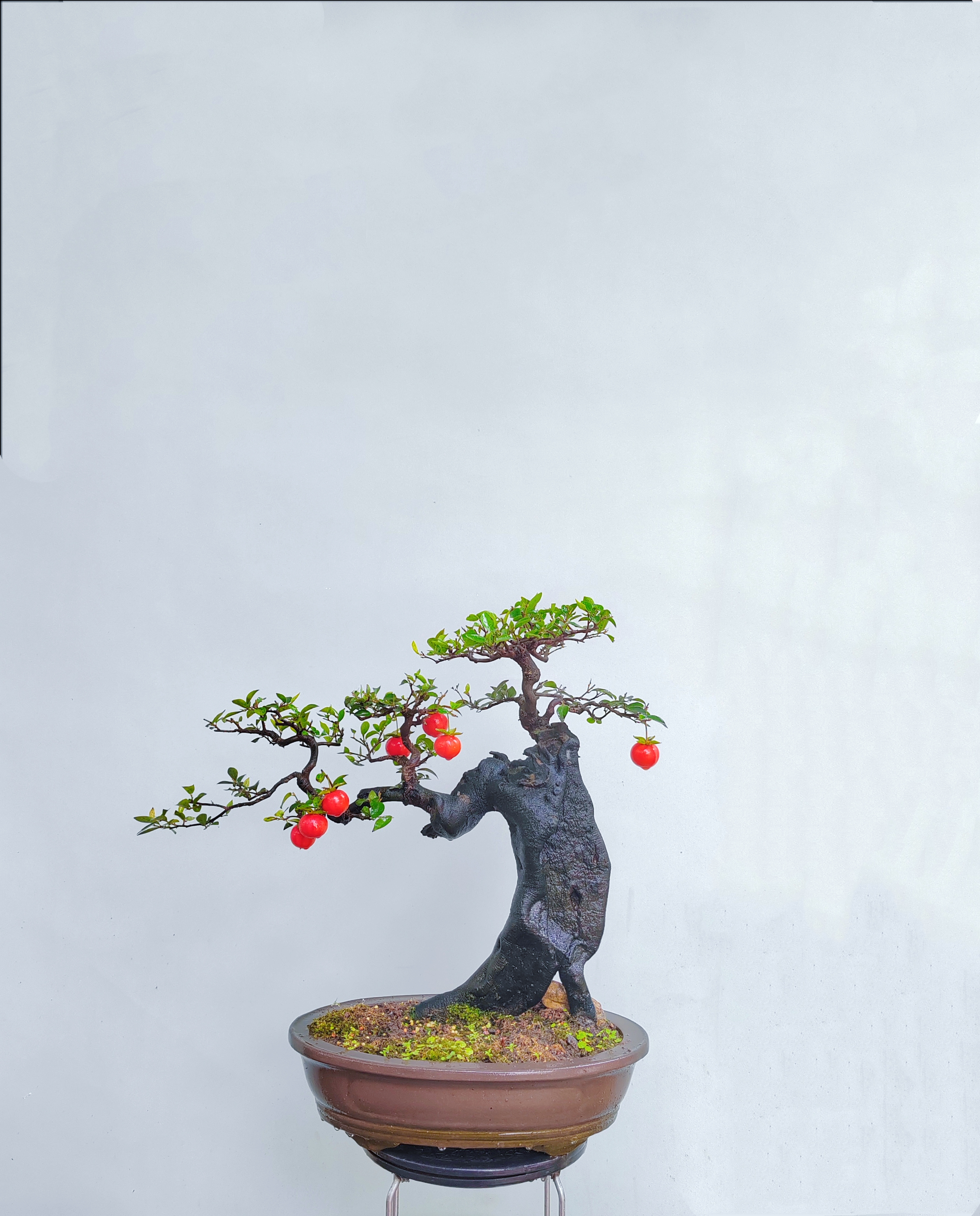 金弹子盆景造型植物老桩扁桩精品盆景高档成品年功桩庭院绿植