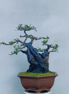 金弹子盆景室内大型绿植盆景成品桩年功桩嫁接血红果庭院阳台绿植