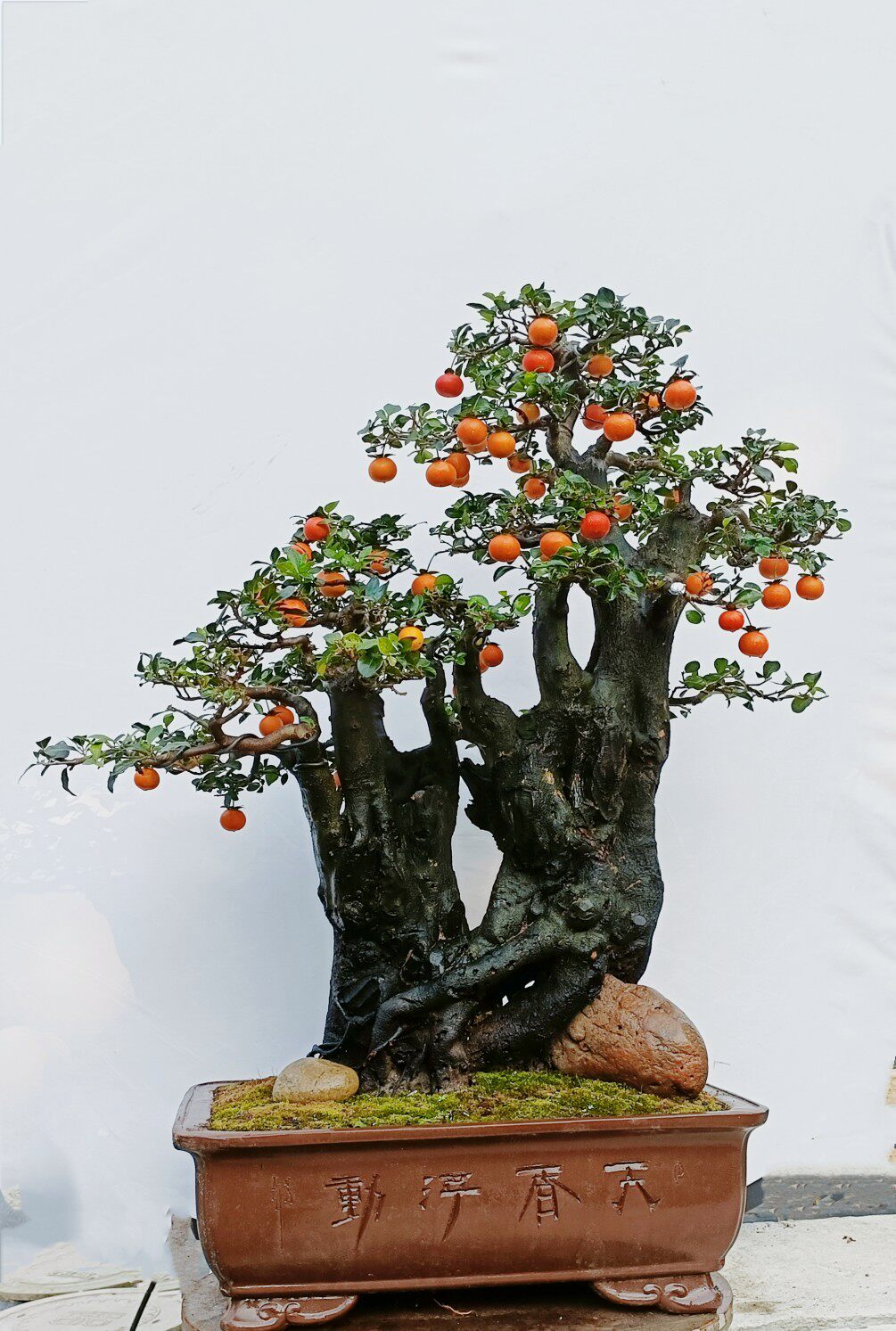 金弹子红果盆景熟桩客厅绿植黑塔子弹子桩庭院阳台植物礼品盆景