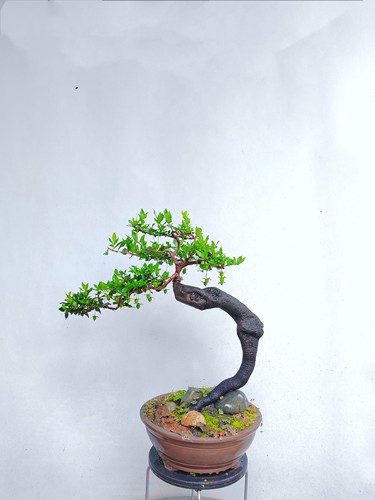 金弹子挂果盆景熟桩花卉绿植弹子桩庭院阳台植物母桩客厅盆景