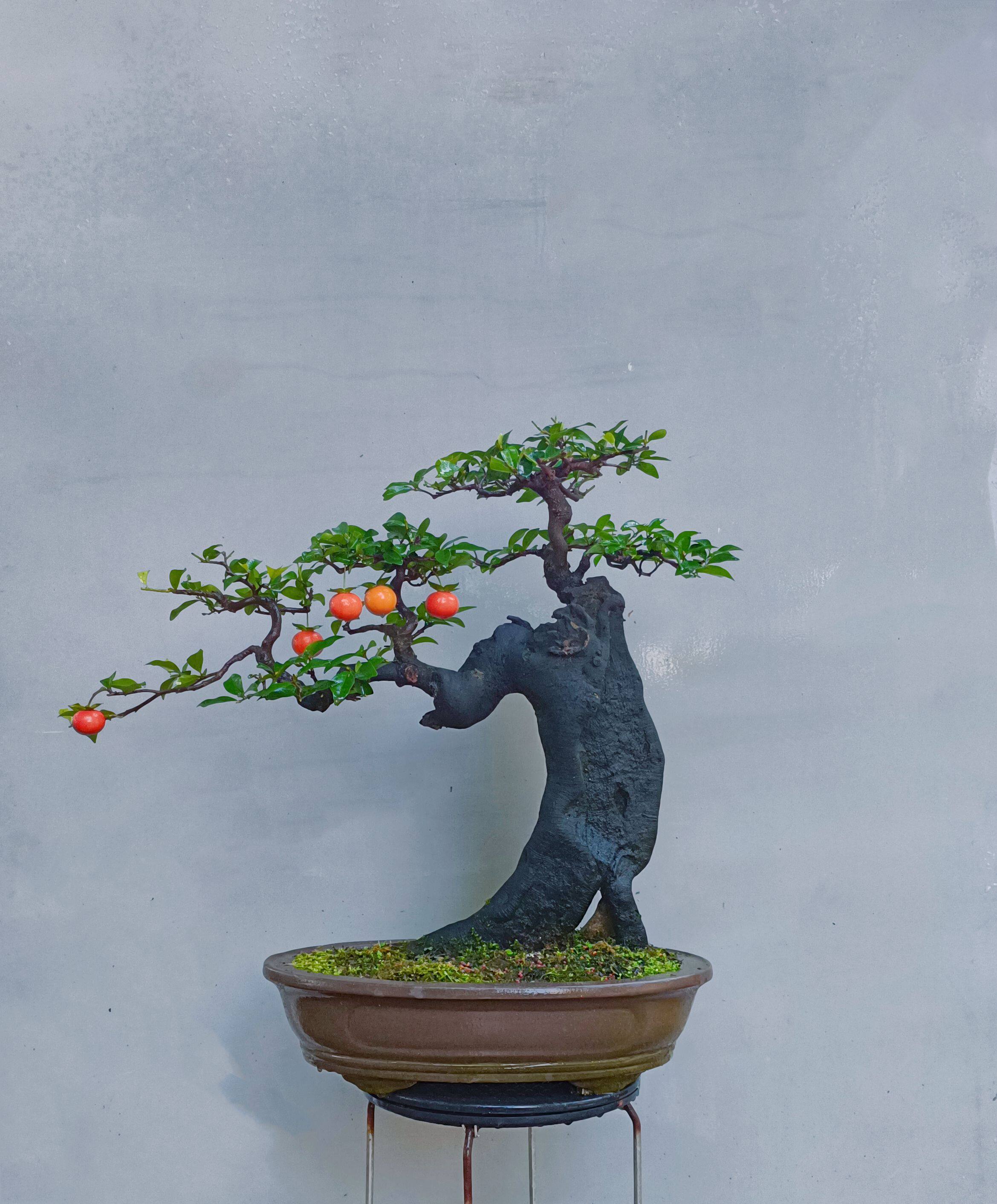 金弹子盆景造型植物老桩扁桩精品盆景高档成品年功桩庭院绿植