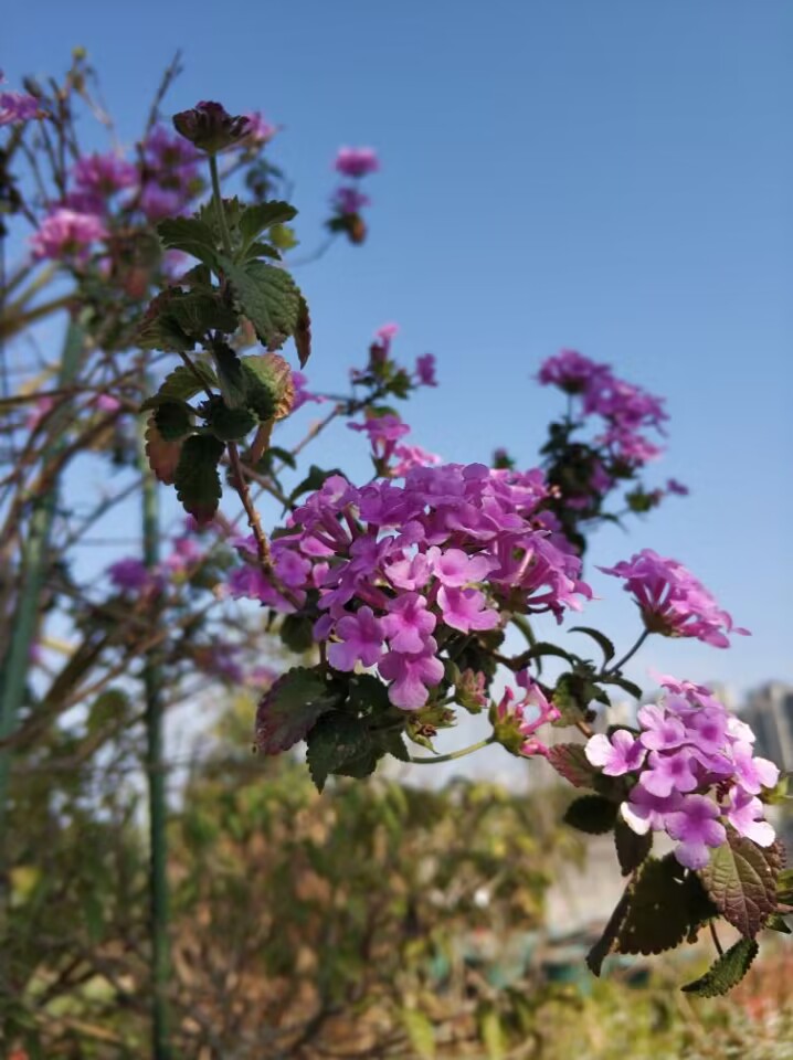 五色梅白色紫色黄色暂时花愚花苗盆栽马缨丹满30包邮