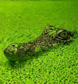 芝麻浮萍水族小叶浮萍包邮淡水水草鱼缸鱼塘水池养龟养鱼金鱼食