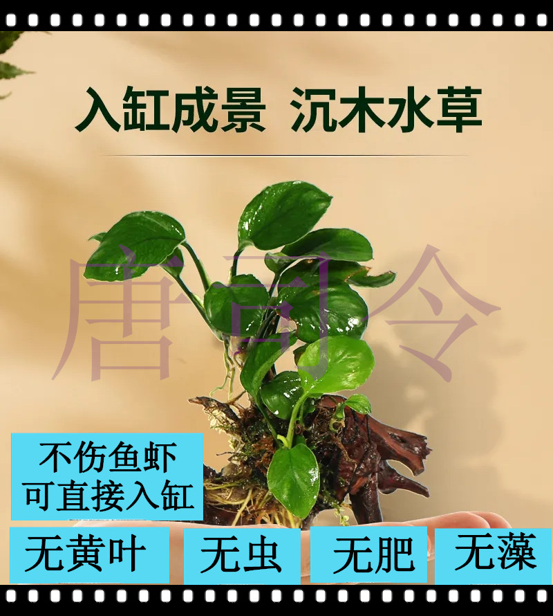 水榕阴性草鱼缸造景植物懒人草