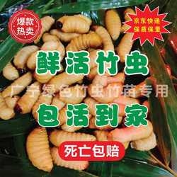 鲜活竹虫广宁竹虫皇竹虫竹笋虫活虫椰子虫活体发货包邮包活