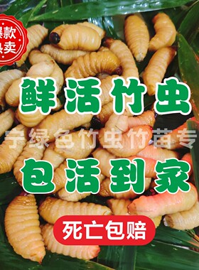 鲜活竹虫食用椰子发货邮包