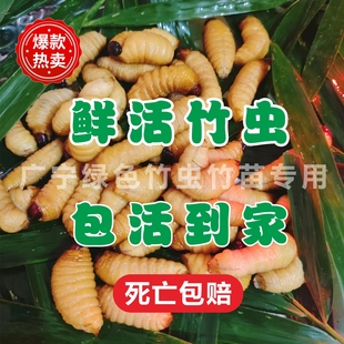 鲜活竹虫竹蛹竹笋虫广宁竹虫活竹虫皇竹虫椰子虫活体发货包邮包活