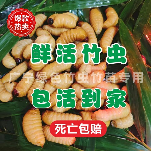鲜活竹虫食用椰子发货邮包