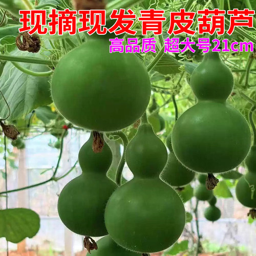 云南弥勒绿皮葫芦 特大号现摘现发福禄双桌摆青皮葫芦观赏件