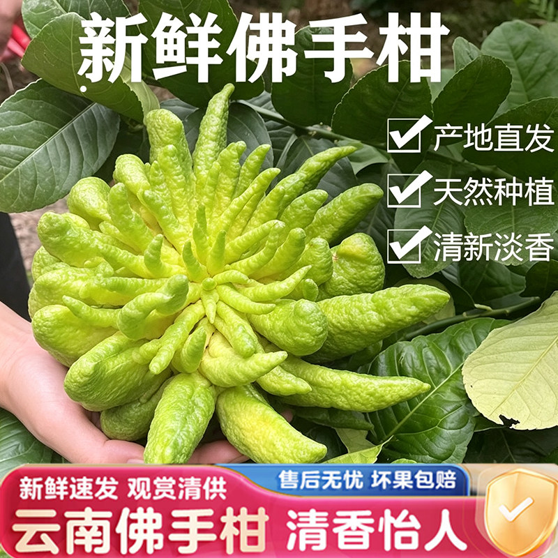 云南特产佛手柑绿植盆栽客厅书桌桌面植物佛手果清香带枝好养摆件