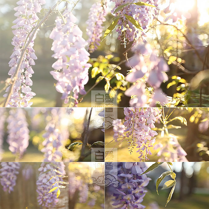 b09 紫藤花 唯美小清新 空镜头 浪漫 夏天 爱情 高清实拍视频素材
