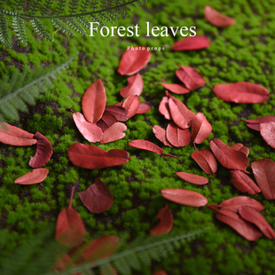 红色天然复古干树叶 1包5g 饰品化妆品网店拍摄背景拍照道具