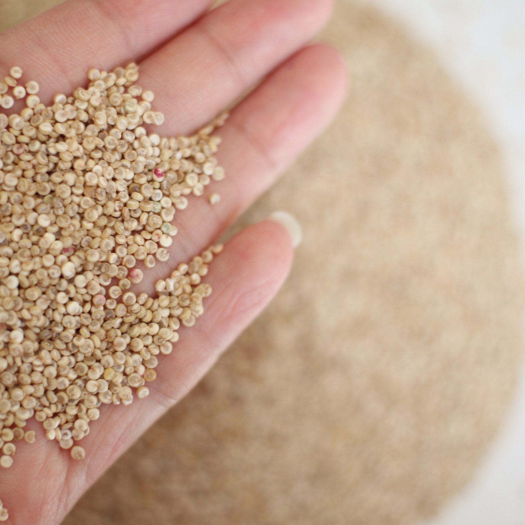 瓦雀公社 高原白藜麦