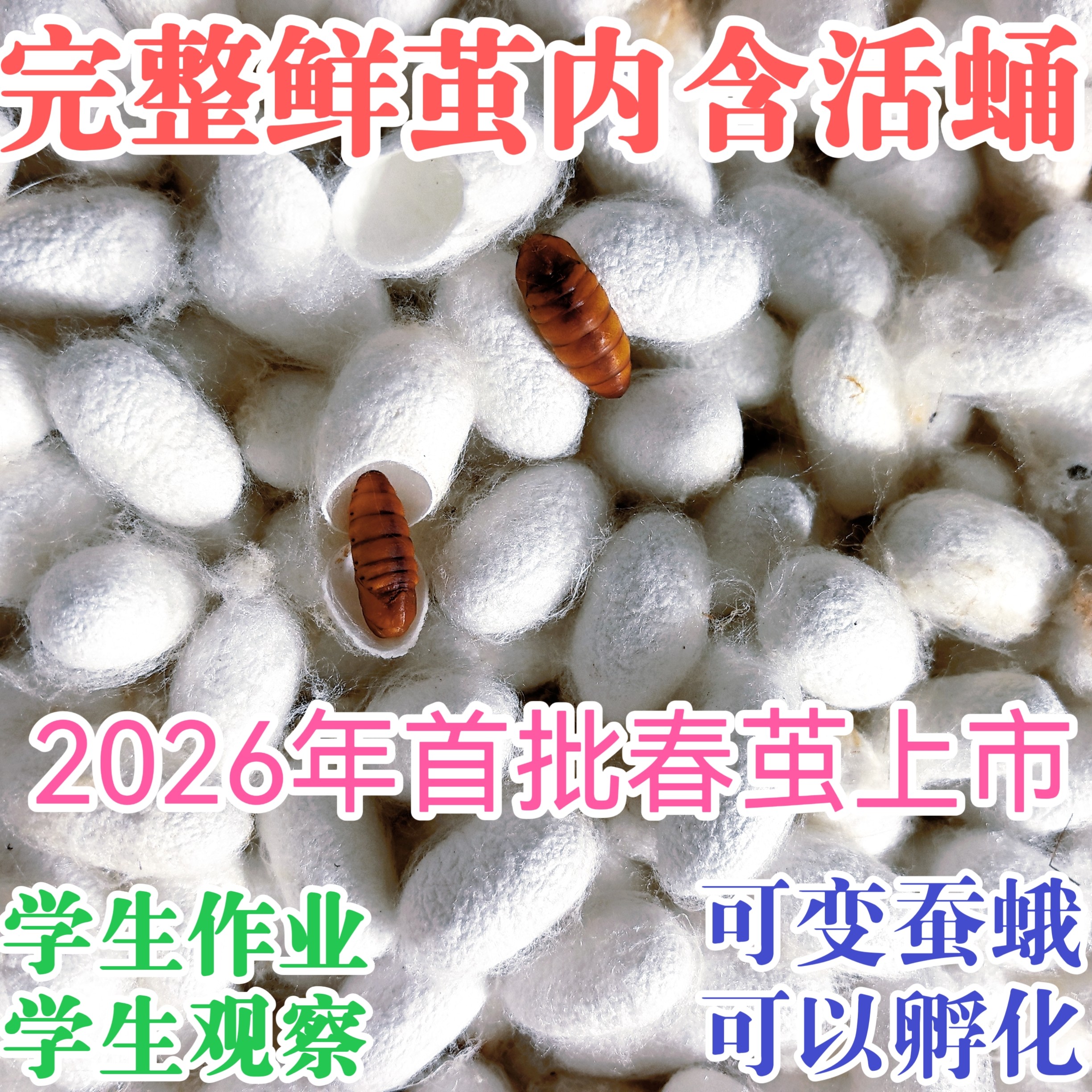鲜活蚕蛹蚕茧可孵化带活蛹活体可变蛾蚕蛾三年级科学课蚕茧活蛹