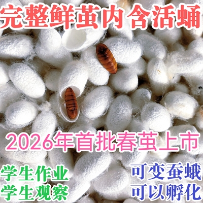 鲜活蚕蛹蚕茧可孵化带活蛹活体可变蛾蚕蛾三年级科学课蚕茧活蛹