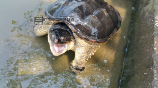 包邮鳄龟大小鳄鱼龟大鳄龟鳄龟乌龟活体宠物水龟全品