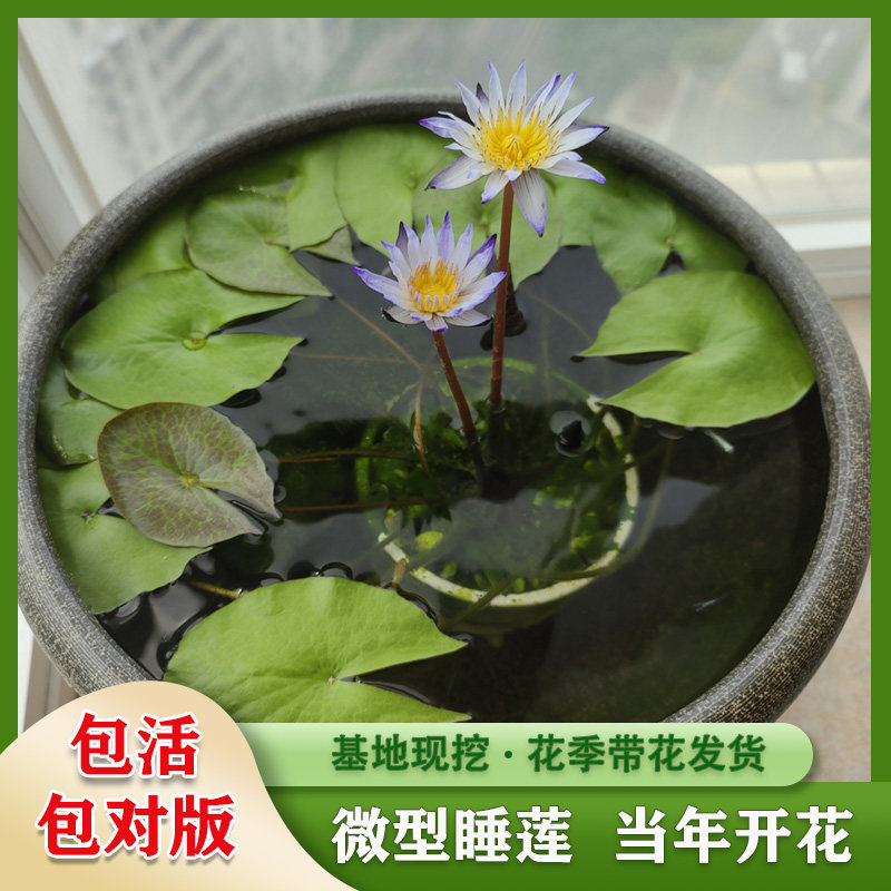 水生花卉睡莲四季开花黑美人微型