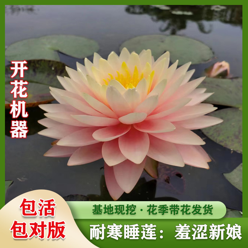 睡莲观赏莲花水生花卉四季开花