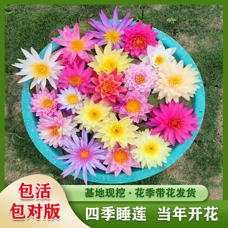 睡莲水生盆栽四季开花莲花