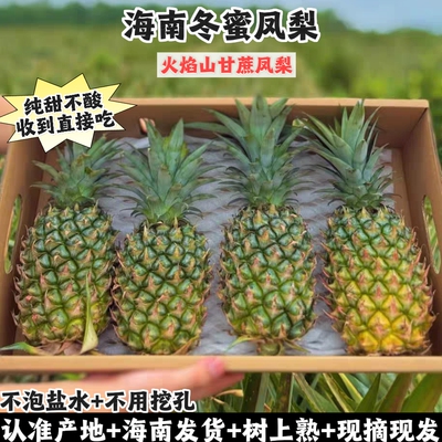海南冬蜜凤梨树上熟甜收到直接吃