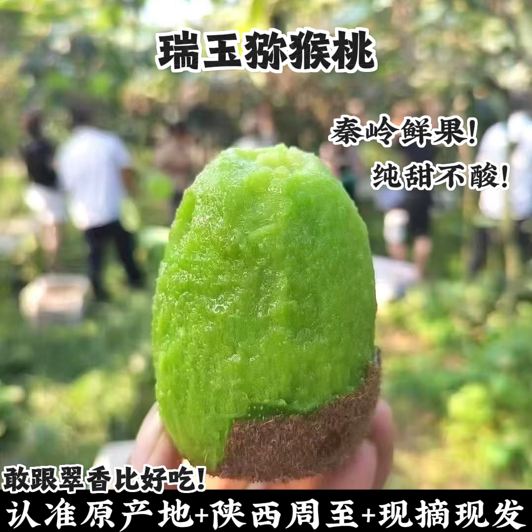 陕西周至猕猴桃自家果园现摘现发