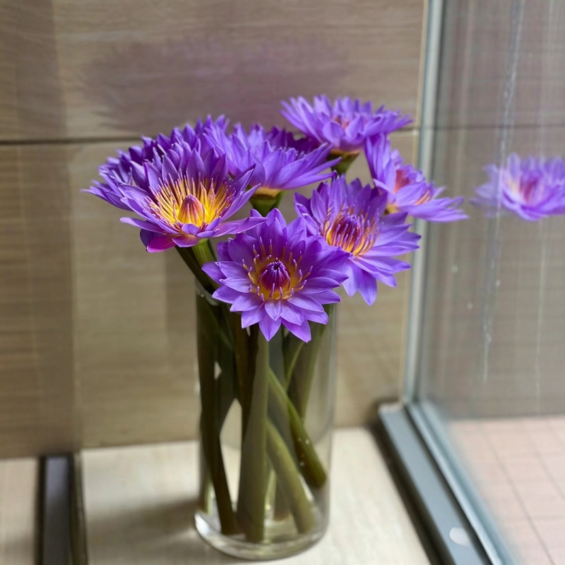 10支紫色睡莲鲜花水养鲜切花家庭办公室插花广州基地批发新鲜直发